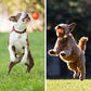 Hot Sale 50% OFF🎁Smart Pet Bounce Interactive Ball🐶