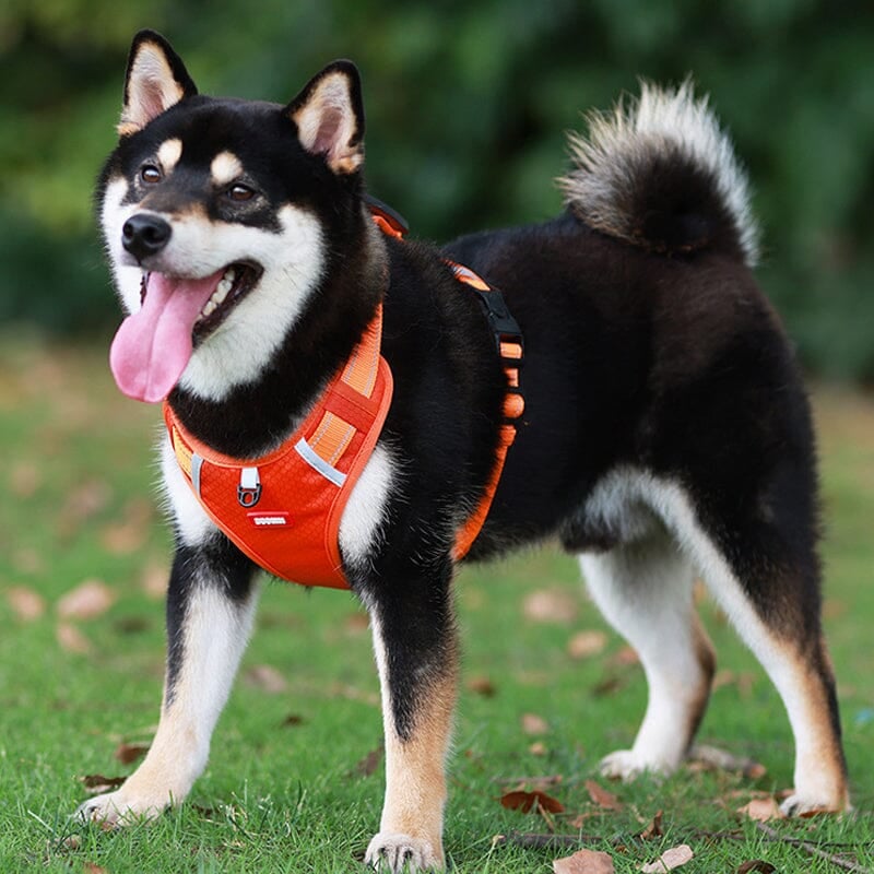 Reflective Dog Chest Strap-12