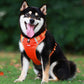 Reflective Dog Chest Strap-11