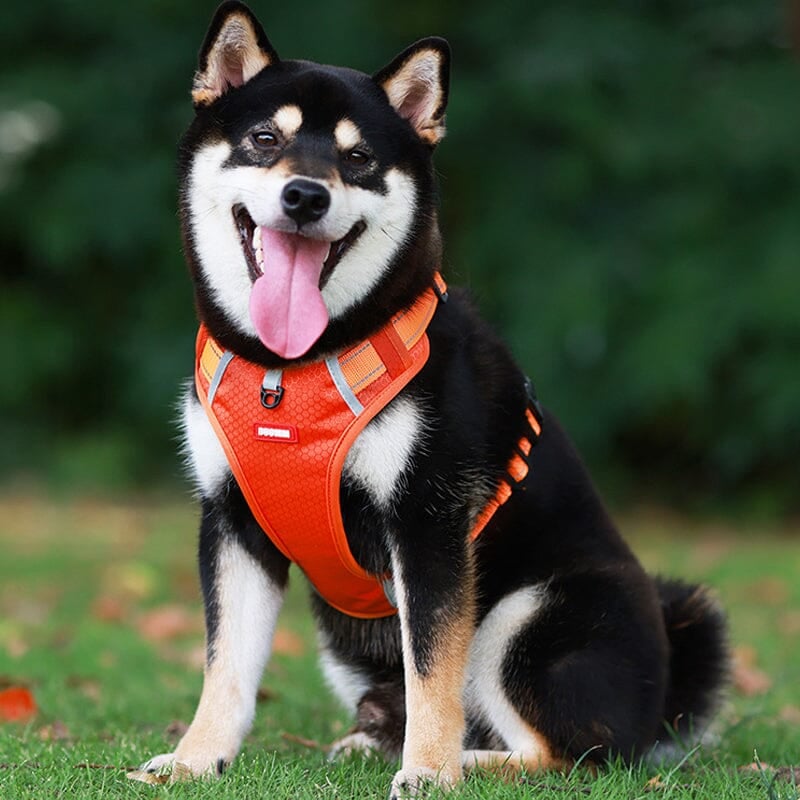 Reflective Dog Chest Strap-11