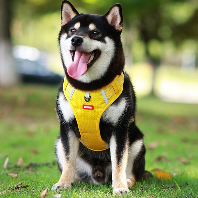 Reflective Dog Chest Strap-6